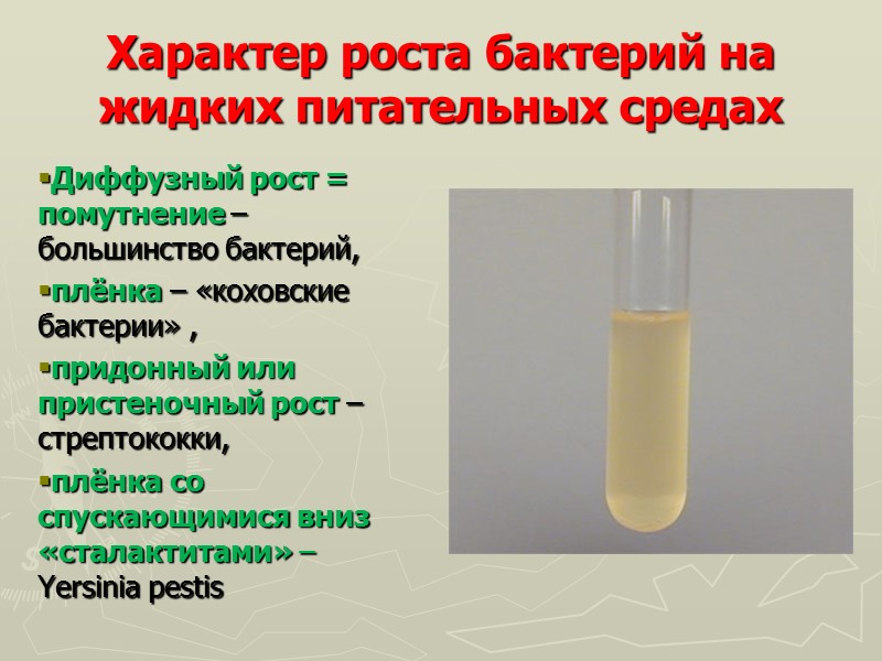 Характер роста бактерий на жидких питательных средах Диффузный рост = помутнение – большинство бактерий,